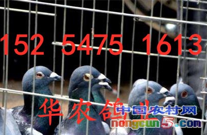 timg7E4A3GNC_副本