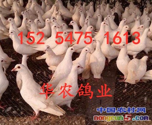 timgB149HGOP_副本