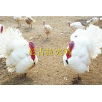 成都尼古拉火雞700系雞苗批發，可以長50斤的火雞