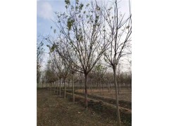 山東12公分國(guó)槐樹(shù)價(jià)格 全冠精品樹(shù)苗