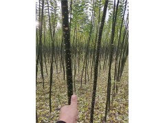 國槐樹苗 淑女國槐樹苗2-3-5公分 桿直 成活率高