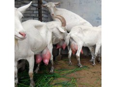 萨能奶山羊养殖基地奶山羊品种介绍
