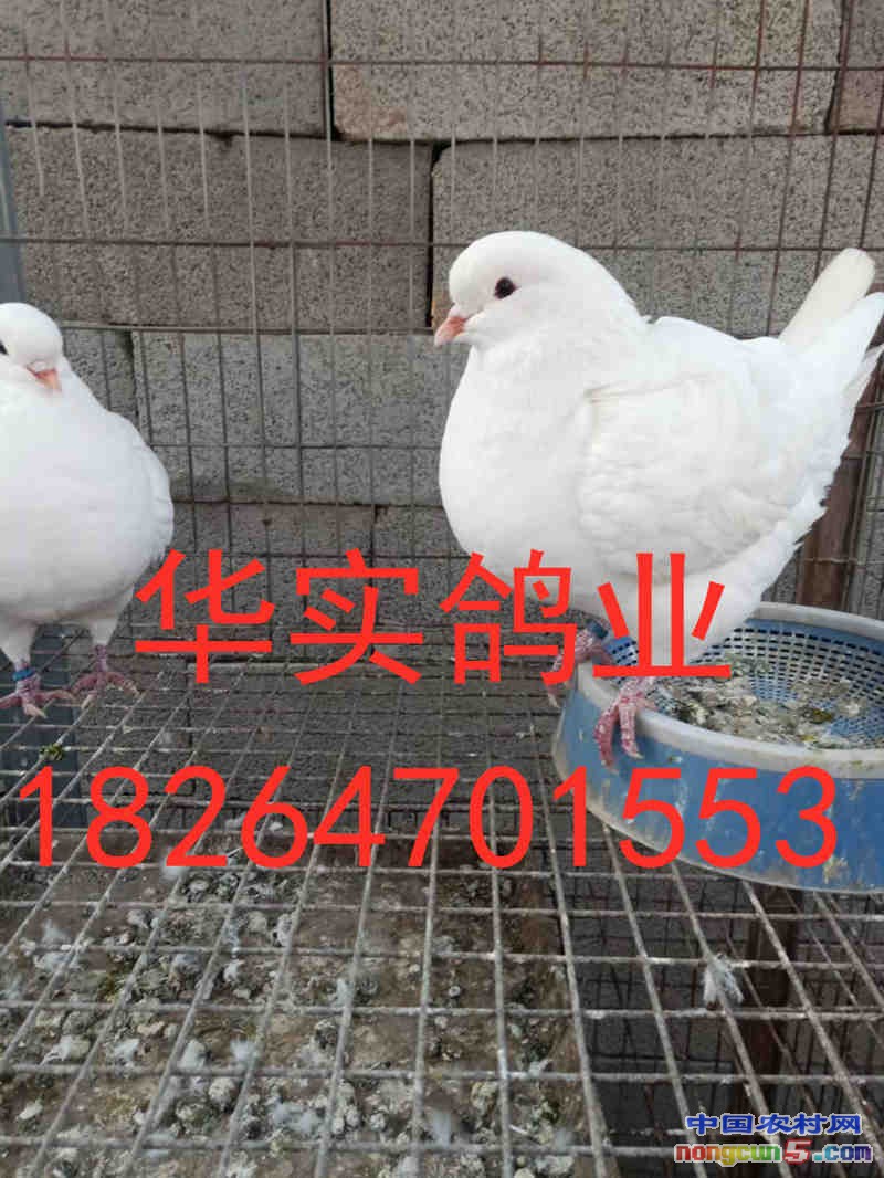 16a1ba244b972656a1821e6bd539b69_副本