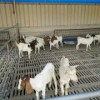 黑山羊品種養殖場養殖現價