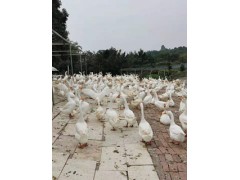 绵阳安州区鹅苗孵化场鹅苗供应  品种多