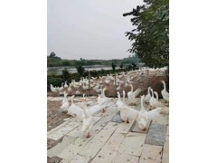 都江堰鹅苗养殖场 鹅苗供应  可提供技术指导