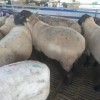 黑头杜泊羊市场价格价格是多少现货供应