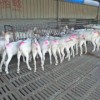 现在绵羊活羊价格报价一斤养殖场现货供应