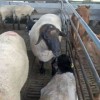 莎能奶山羊養殖市場行情