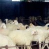 湖羊种羊价格报价一斤养殖厂现货供应