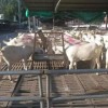 波爾山山羊羊苗農場直發