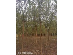 15公分國槐價(jià)格多少錢2021報(bào)價(jià)
