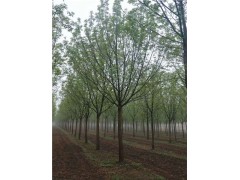 速生白蠟15-18公分價格 桿直冠圓 土球精包裝