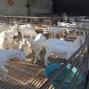 100只养羊棚设计图 杜泊羊一年下几个羊羔