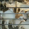 西農奶山羊專業養殖批發現貨