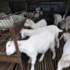 山羊价格报价一斤养殖基地农场直发