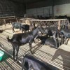 活羊价格报价一斤养殖利润农场直发