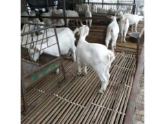 賣波爾山羊種羊多少錢 2021年綿羊價格行情