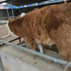 300斤肉牛崽保种基地河北300多斤黄牛崽价格