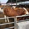 六個月黃牛苗出售菏澤6個月牛崽多少錢一頭