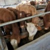 西門塔爾育肥牛犢價格 400斤的西門塔爾公牛價格