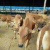 黄牛牛崽价格哪家便宜500斤牛犊价格表