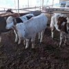 活牛出售种牛活体小黄牛活苗西门塔尔牛仔肉牛犊一般多少钱