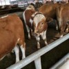 400斤西门塔尔牛犊活牛出售鲁西黄牛肉牛