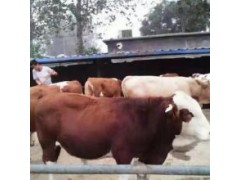 小牛一般要多少钱一头 小牛犊图片 小牛犊多少钱一头