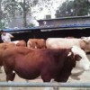 三个月的牛犊价格  400斤西门塔尔牛犊价格活牛小黄牛