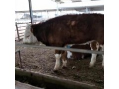 300斤左右肉牛犢價格 山東西門塔爾牛小牛 3月齡西門塔爾牛