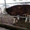 西门塔尔牛犊活牛育肥公牛犊繁殖小母牛西门塔尔小牛价格