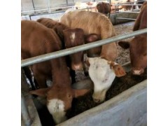 5之6个月的小牛活牛小牛犊西门塔尔400斤的牛犊多少钱