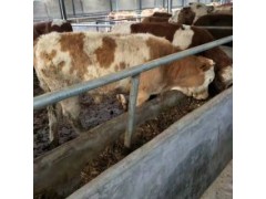 西门塔尔牛小母牛价格  200斤的小黄牛多少钱