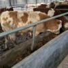 400斤西门塔尔牛犊价格 西门塔尔牛肉牛活牛出售牛犊
