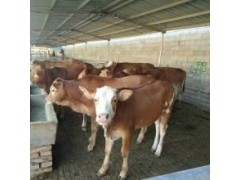 西门塔尔300斤牛犊西门塔尔牛犊活体小牛犊