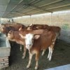 西门塔尔300斤牛犊西门塔尔牛犊活体小牛犊