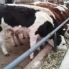 现在小牛多少钱一斤 800斤小母牛多少钱