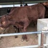 买牛犊去哪里买靠谱400斤小母牛价格