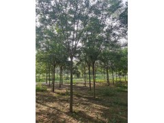 12公分國槐價格 菏澤苗木基地出售