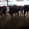 3月龄肉牛犊 育肥三个月小肉牛犊价格