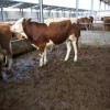 山东肉牛犊价格养殖利润