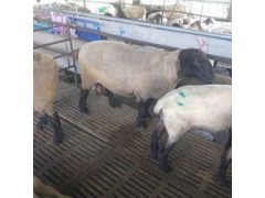 小羊羔喂什么飼料長(zhǎng)得快10斤左右小羊的價(jià)格
