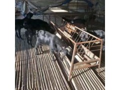 小羊批發(fā)200元 2020年最新羊價