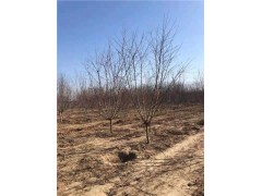 紅葉碧桃苗木價格 6-8-10公分量大價優(yōu)