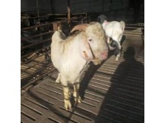 黑山羊一只多少斤 努比山羊养殖价格