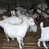 30斤到40斤小羊多少錢一斤 10斤左右小羊的價格