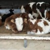 黃牛犢價格養殖利潤400斤牛犢價格2021年
