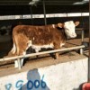 貴州夏洛萊牛公牛 純種夏洛萊牛小牛