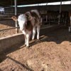 4个月的小黄牛价格一头养殖现货直发